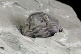 Wide, Enrolled Flexicalymene Trilobite In Shale - Ohio #67654-2